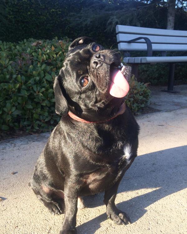 /images/uploads/pug nation rescue of los angeles/pugnation2024/entries/30881thumb.jpg